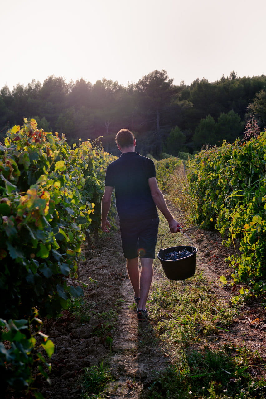 fjf reportage vendanges Fontenille-2909.jpg